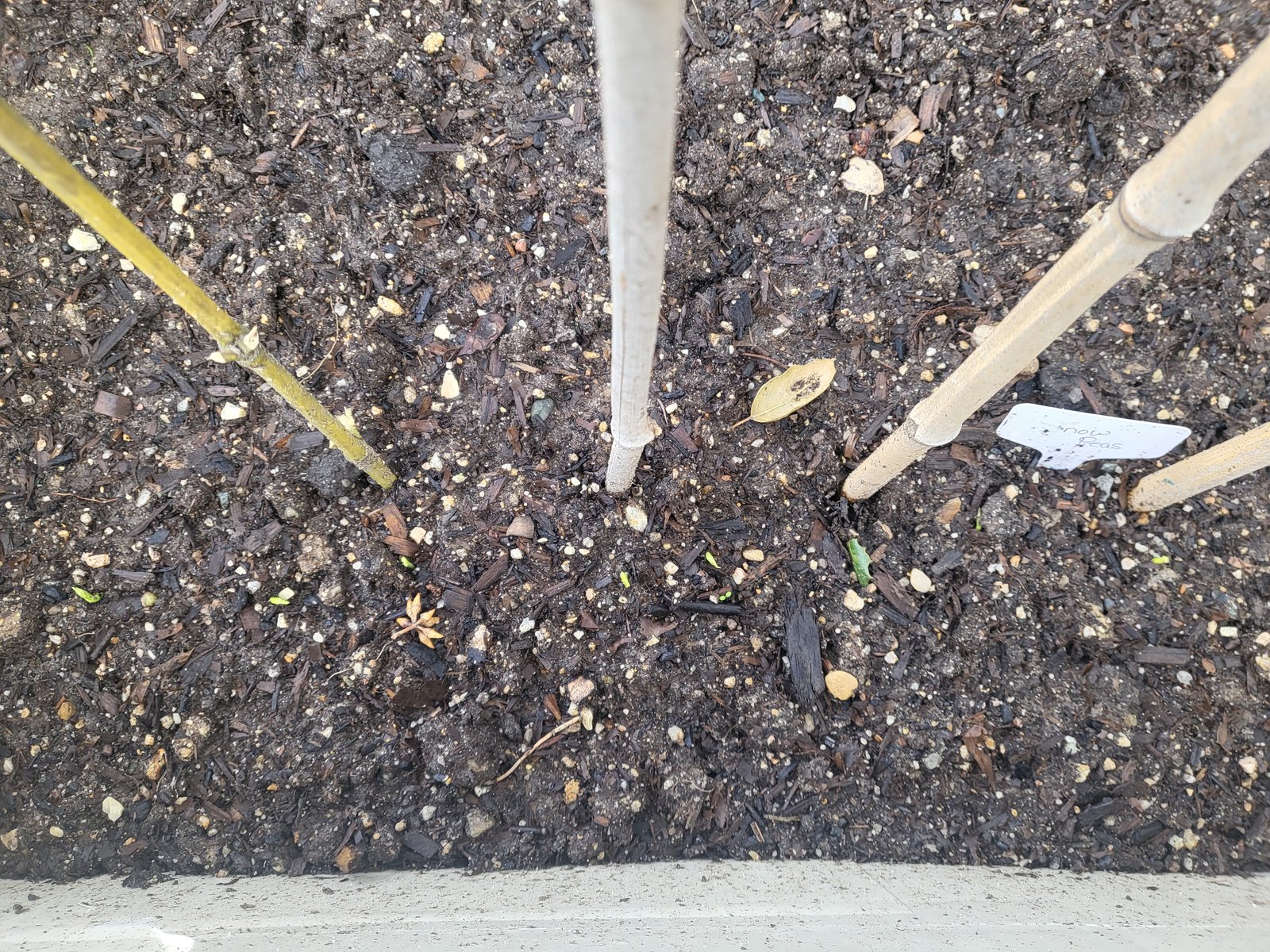 garden soil with bamboo posts