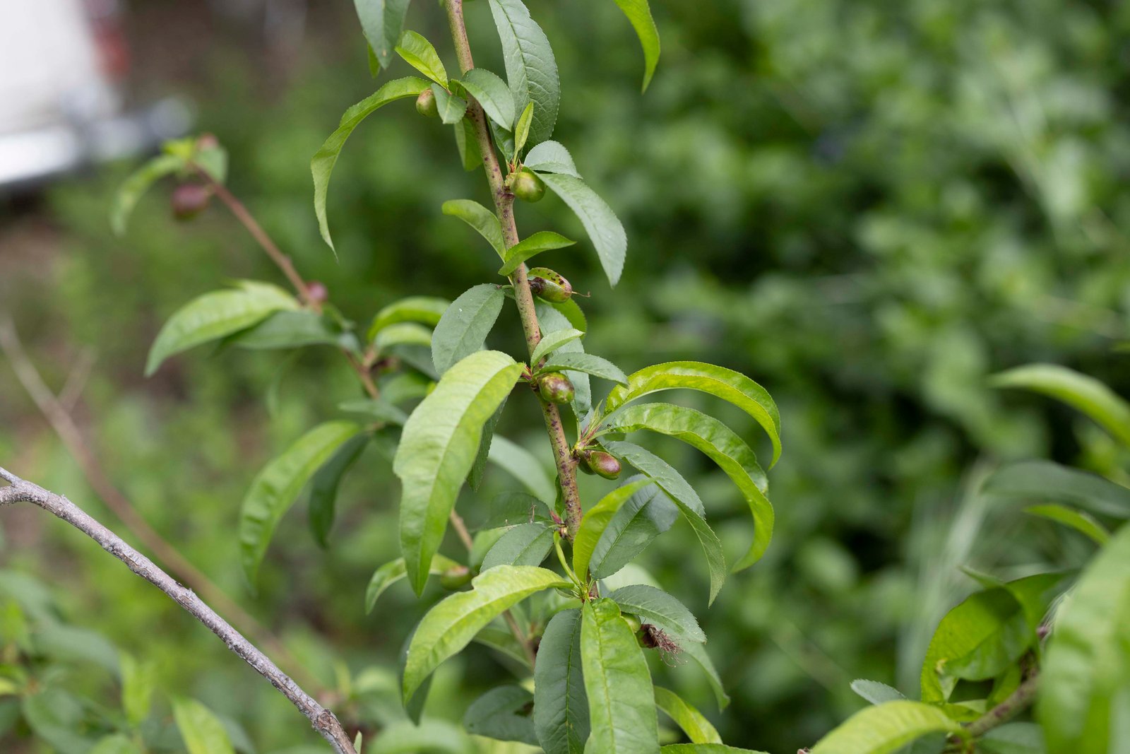 branch of a nectarine tree with small nectarines on it