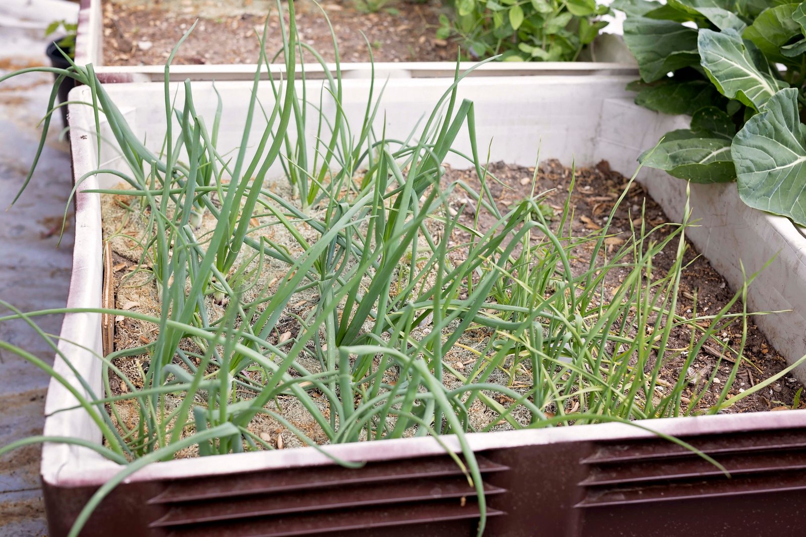 garden planter with onions and garlic