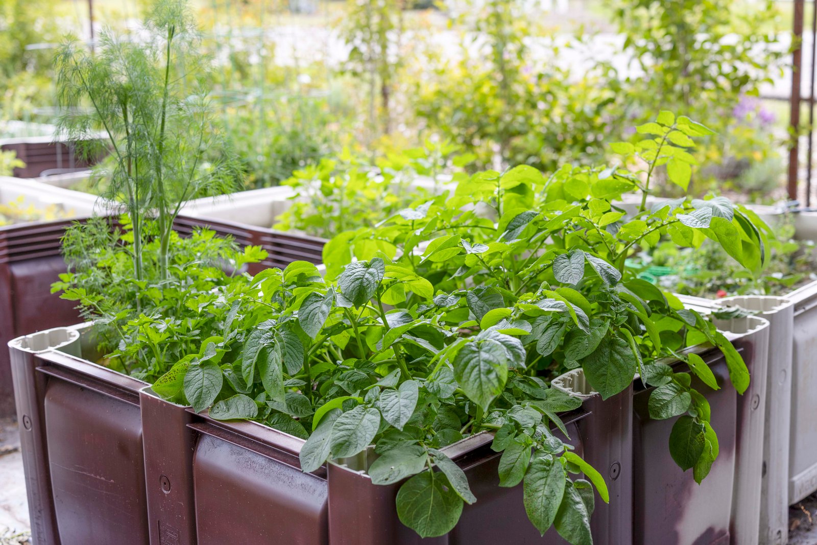 garden planter with potatoes