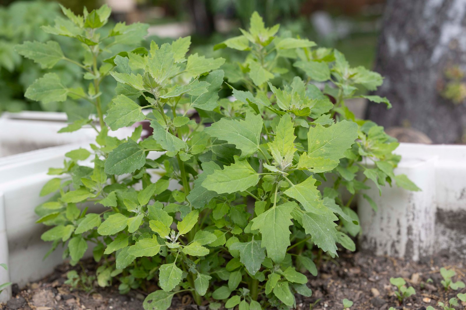 quinoa plants