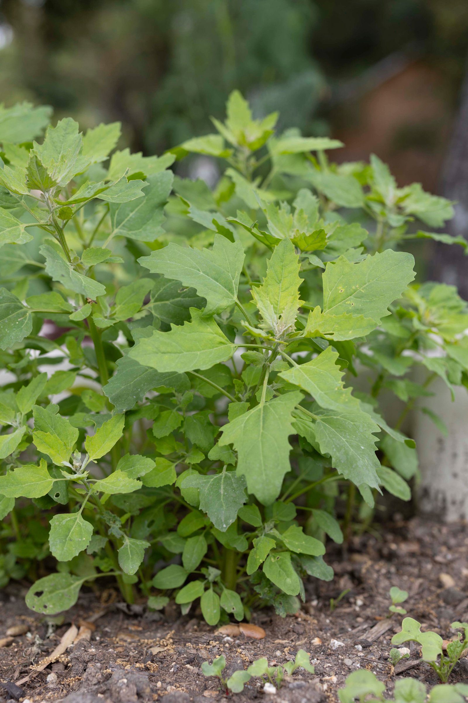 garden planter with quinoa