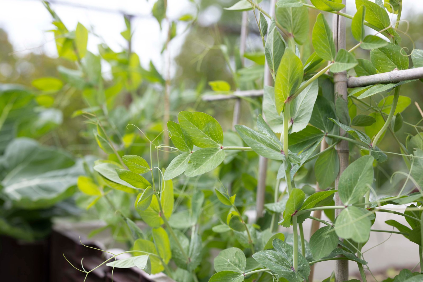 snow pea plants