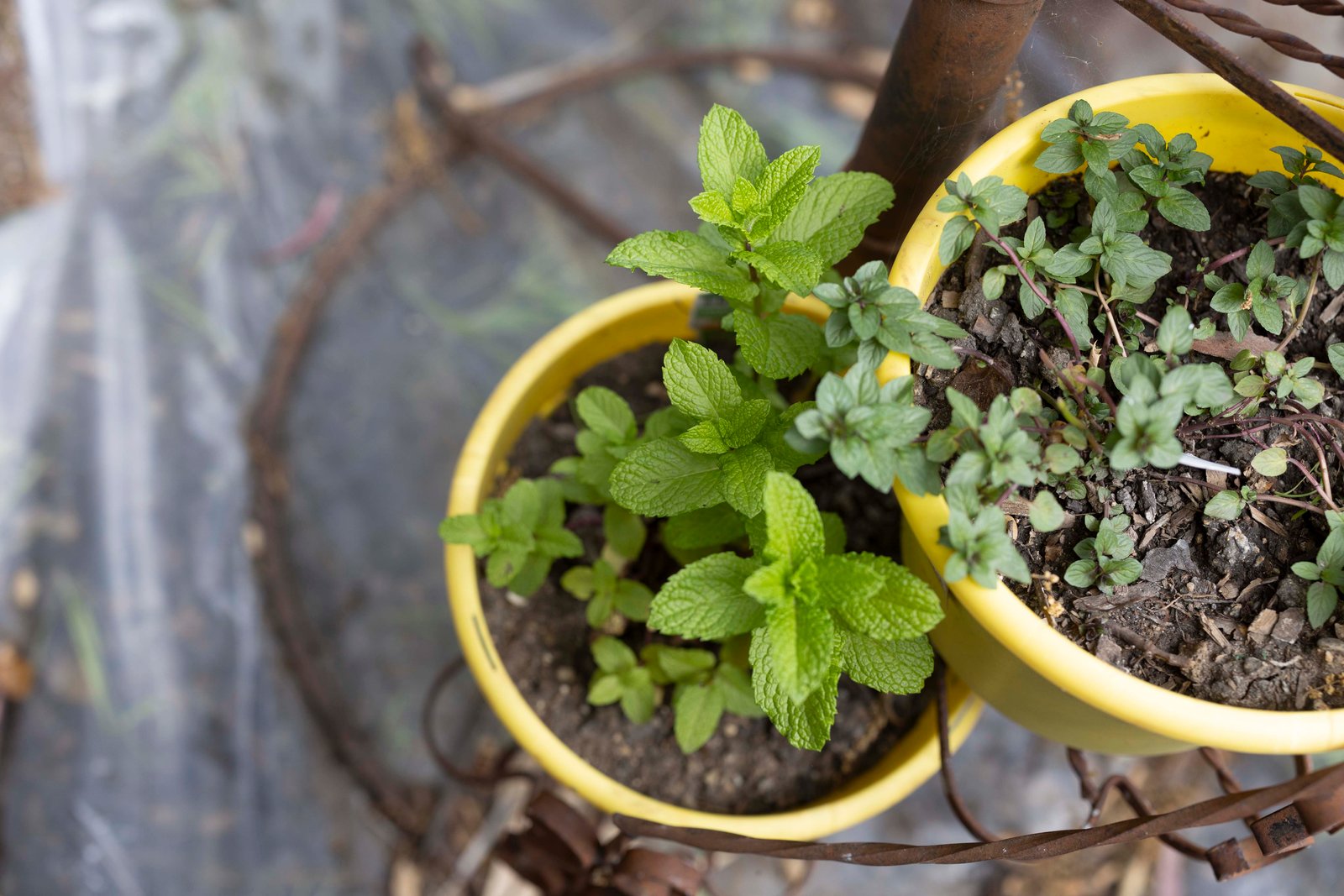 top down view of spearmint in a yellow pot