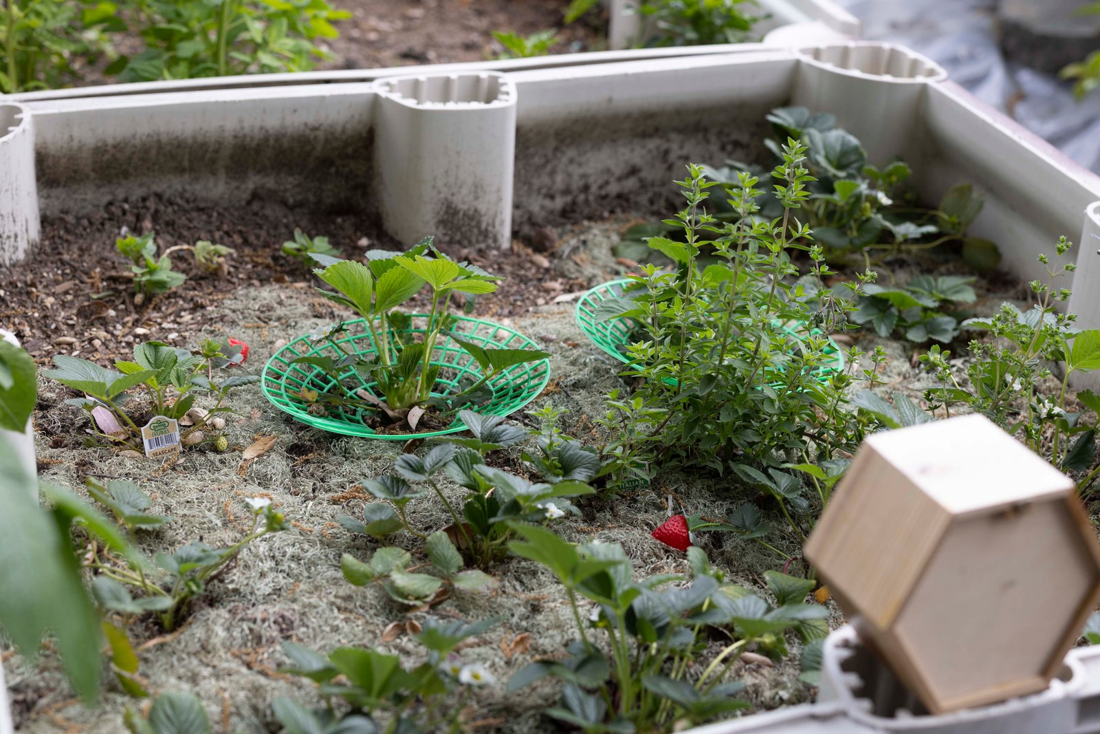 side view of a strawberry patch in a garden planter with oregano in the middle 