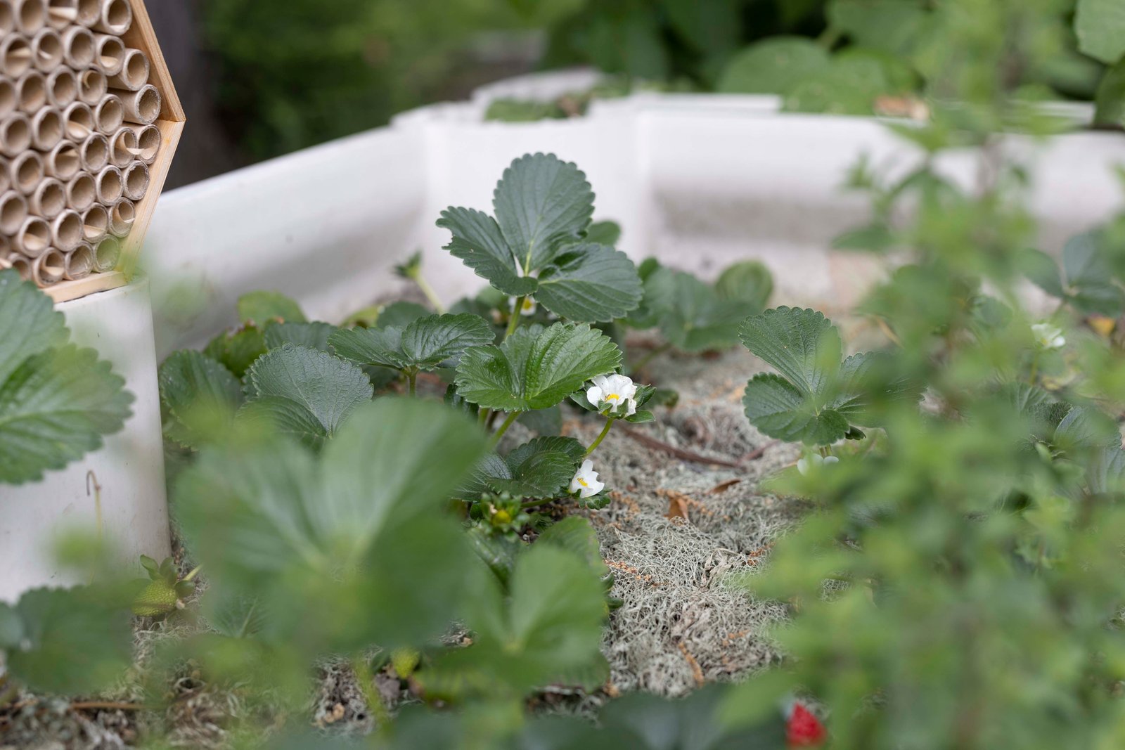 strawberry blossom