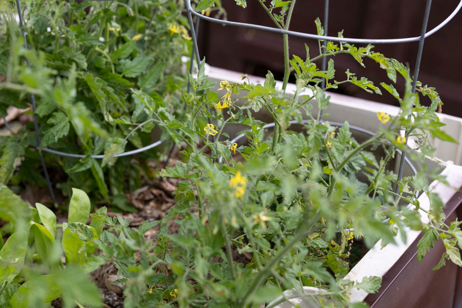 tomato flower