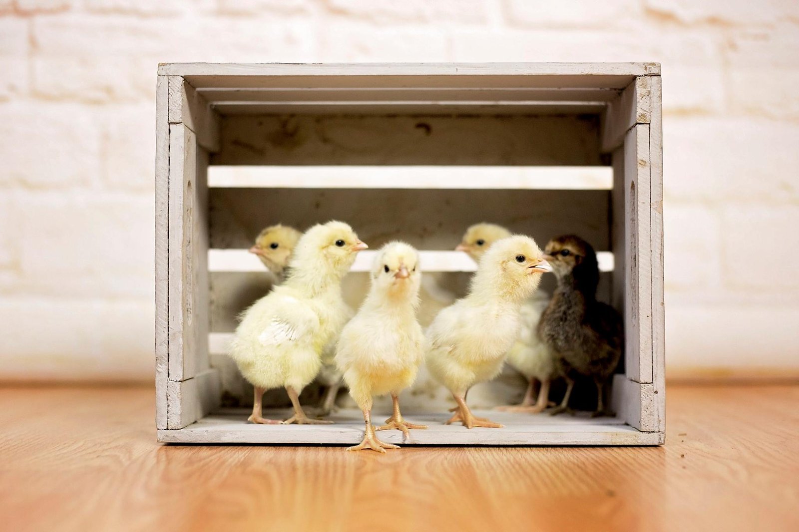 chicks in a wood box