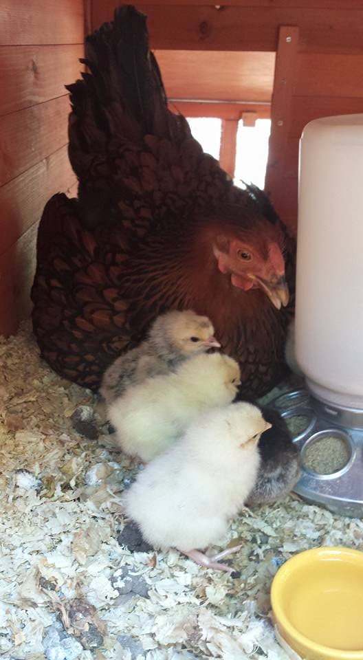 hen with chicks