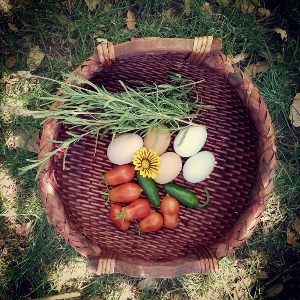 basket with eggs, tomatoes, lavender and jalapenos