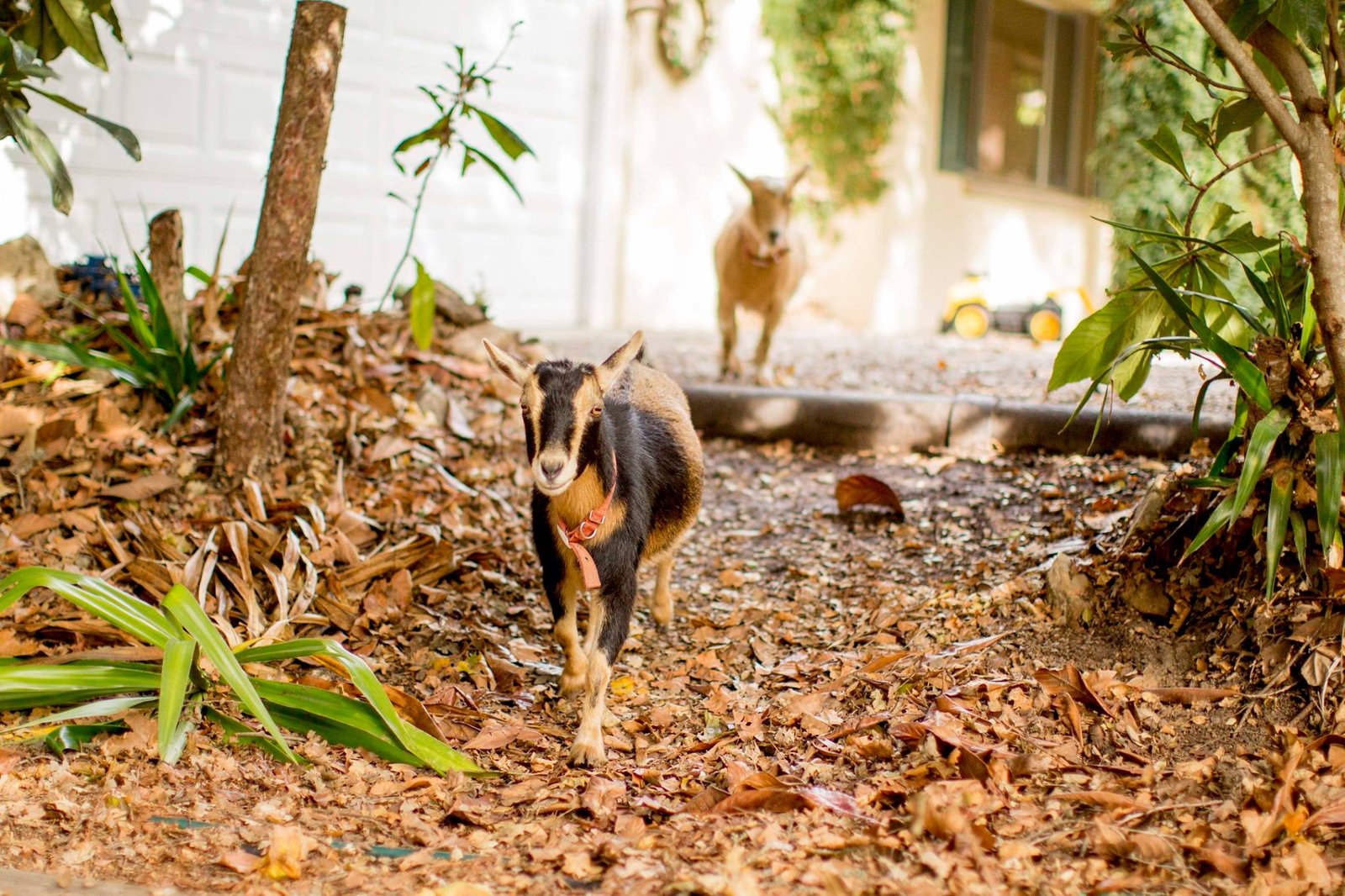 goat running on a leafy path