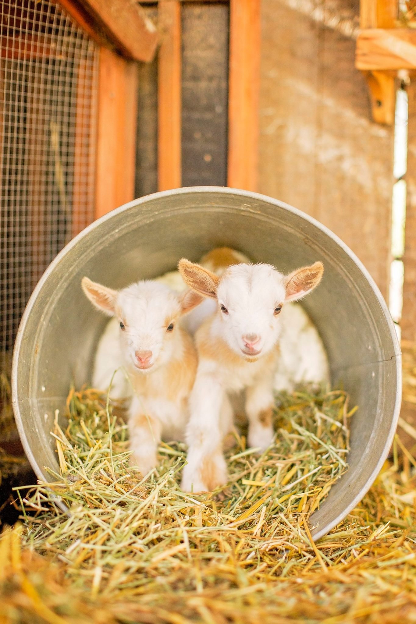 baby goats in a bucket with hay