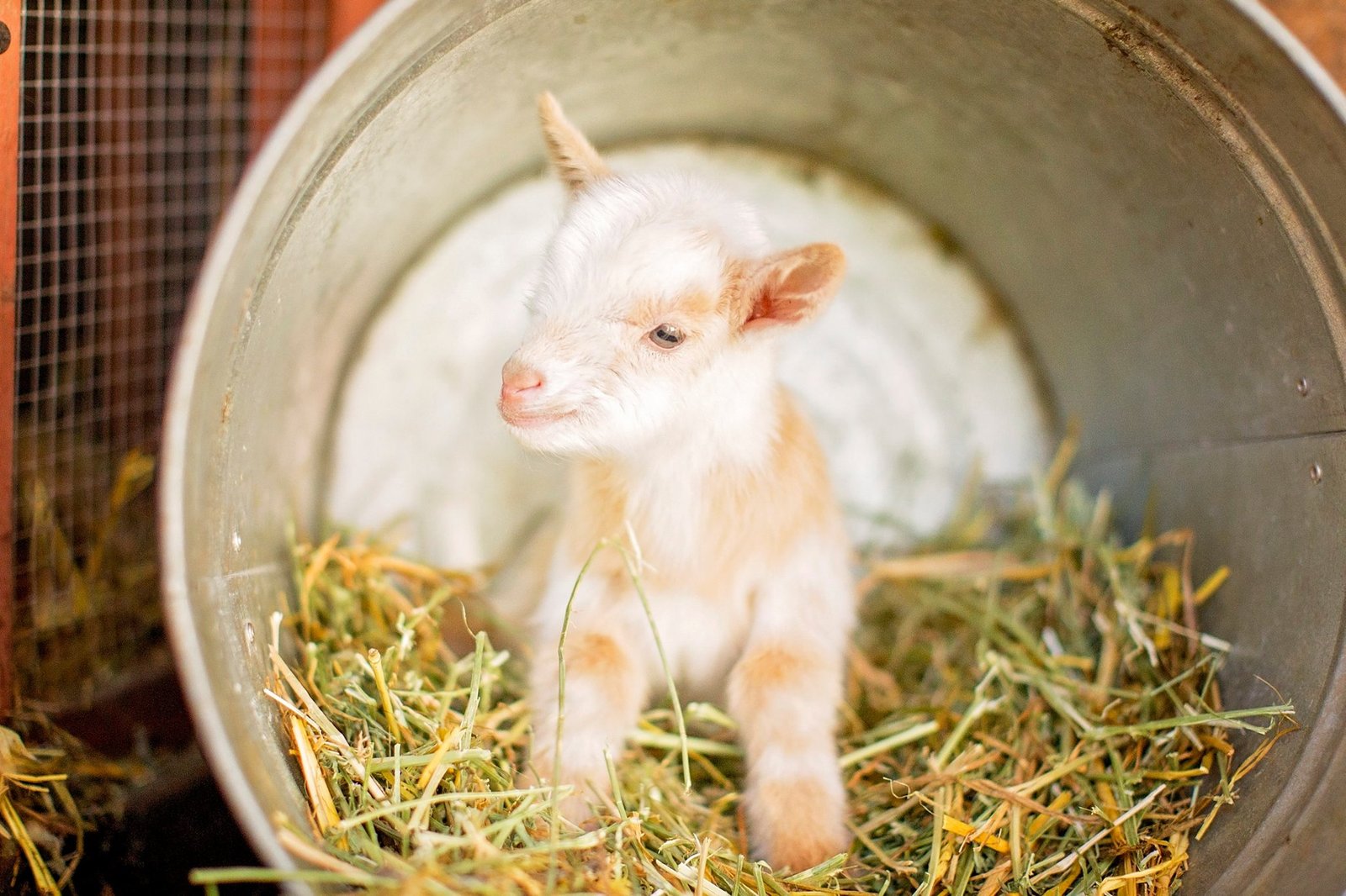 baby goat in a bucket with hay