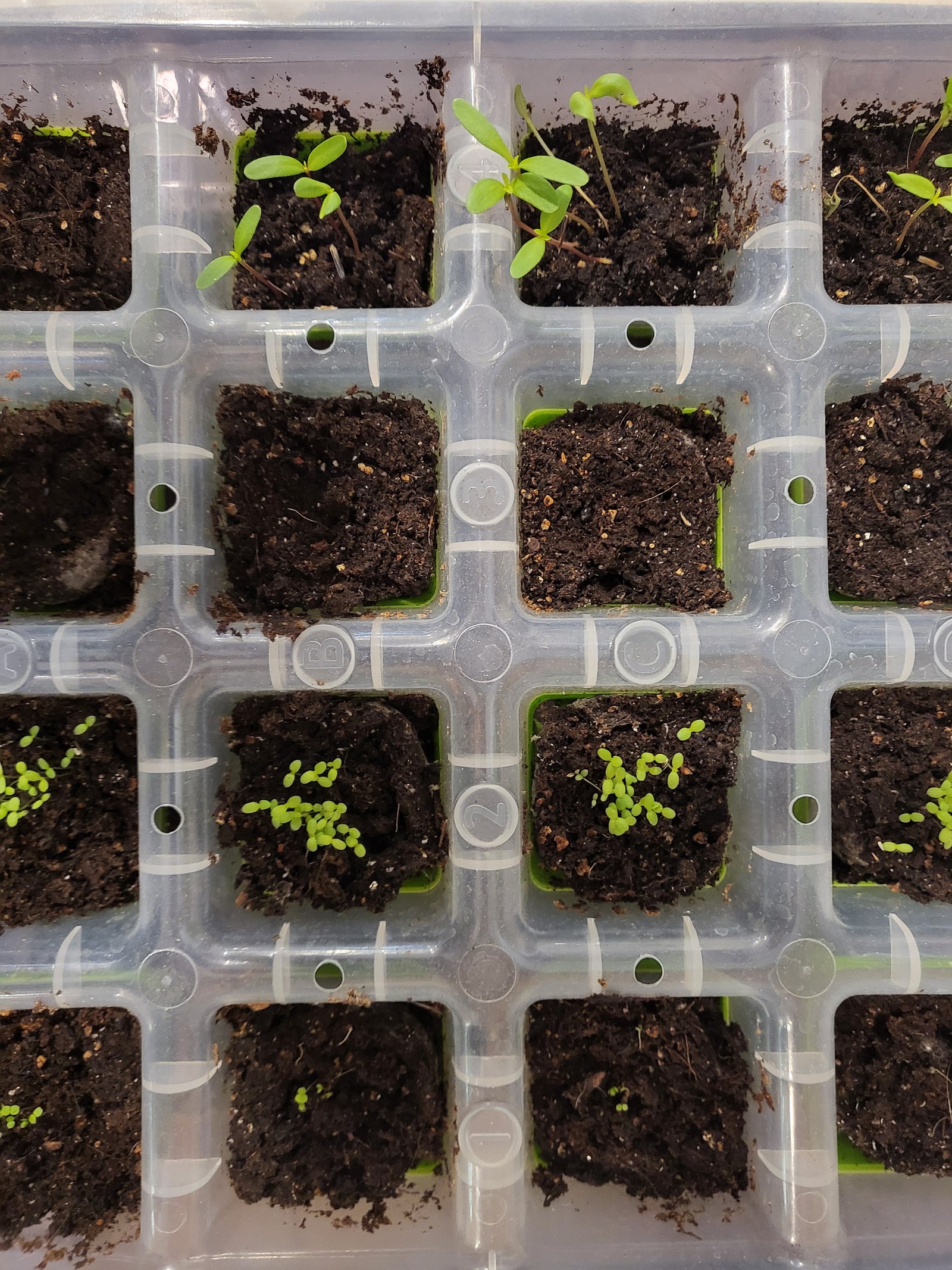 seedling tray with soil and seedlings