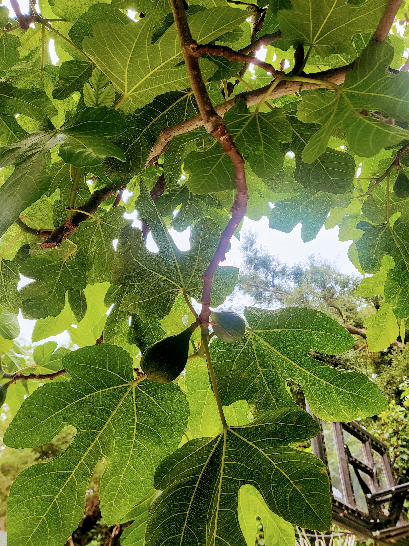 fig on a fig tree