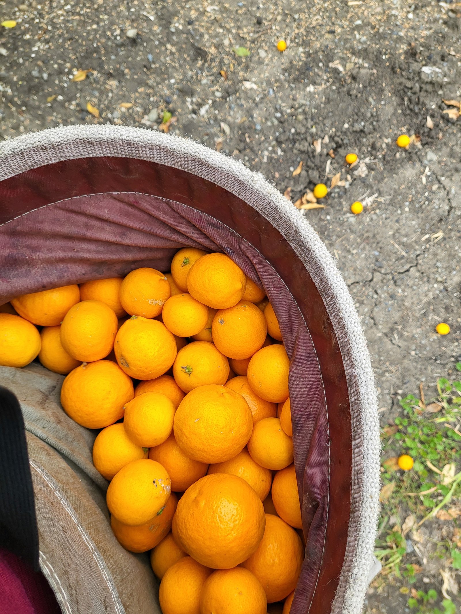 Mandarin oranges in a harvest bag