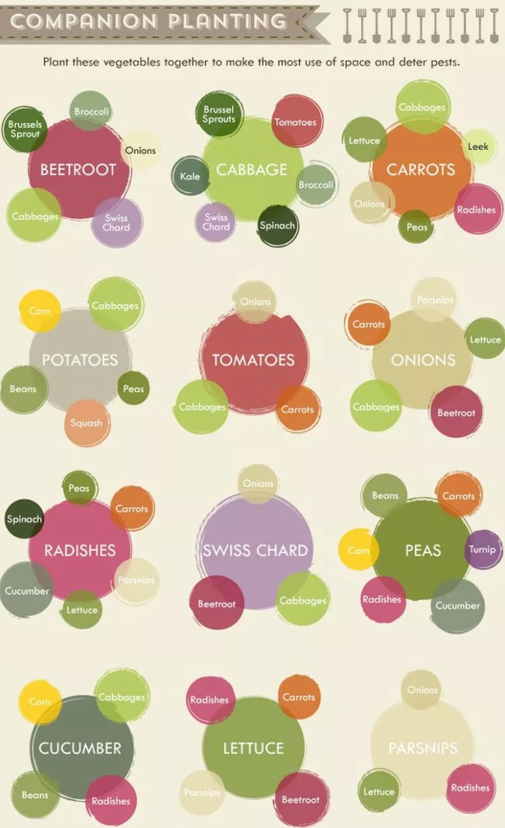 Companion planting guide