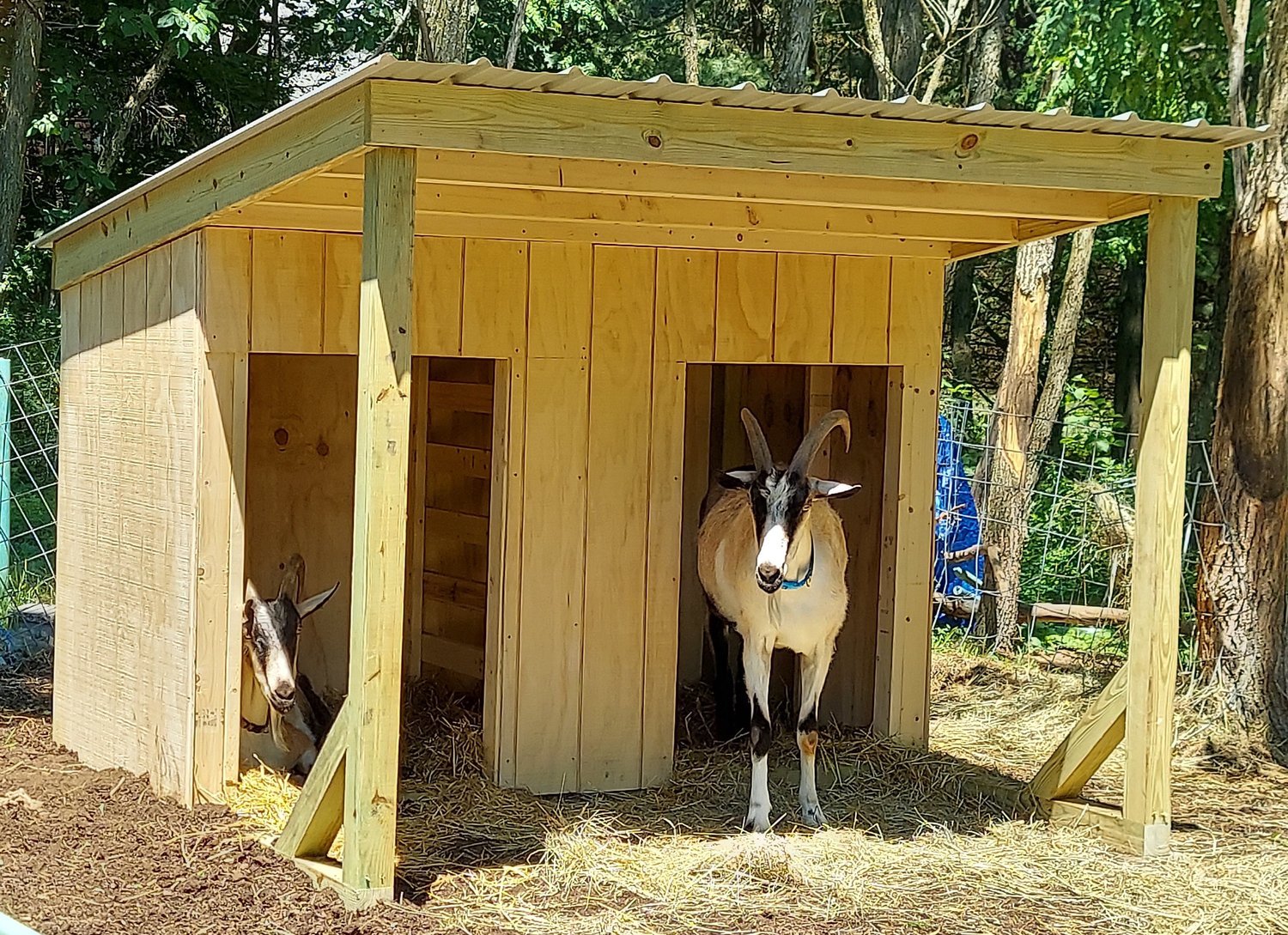 goat shed