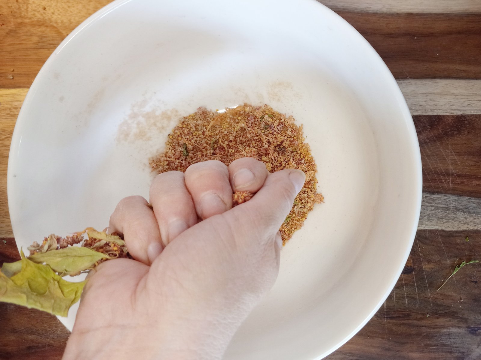 hand grabbing a dry quinoa seed stalk to get the seeds to release