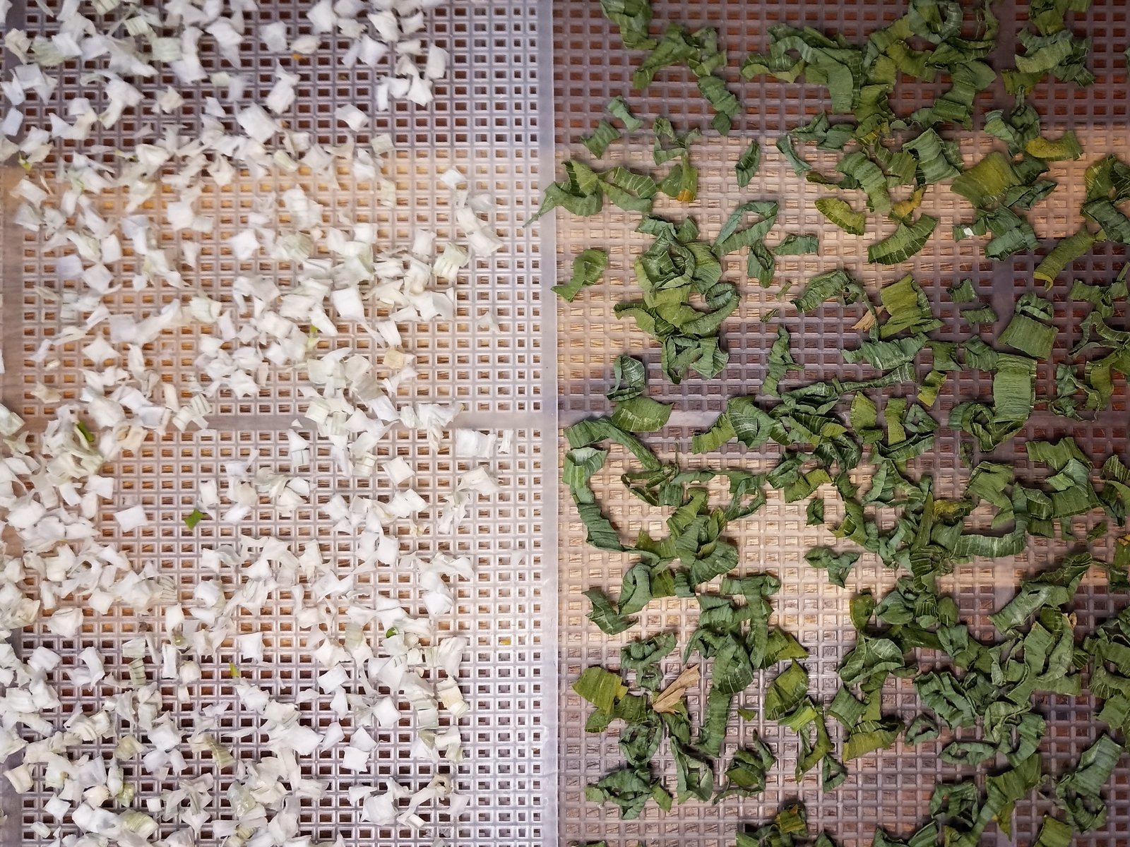 dehydrated onions and green onions on dehydrator trays