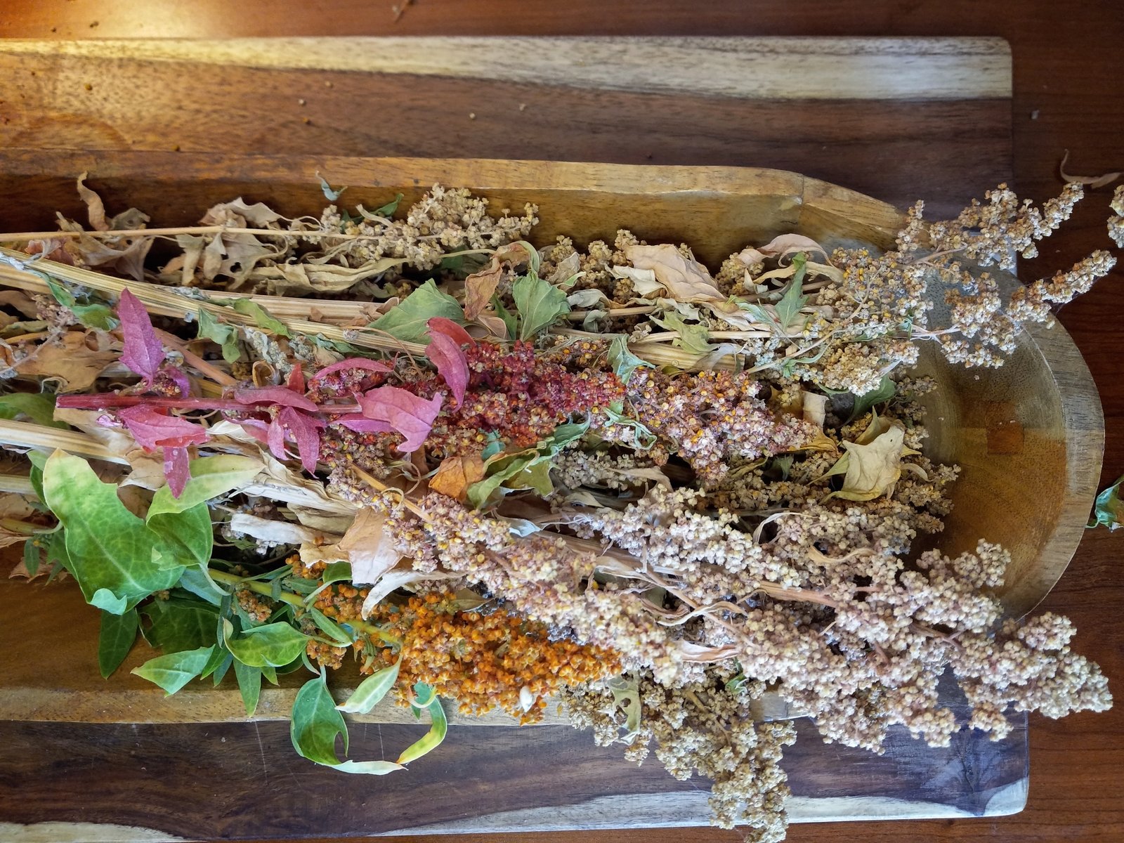 dried quinoa plants before removing seed heads